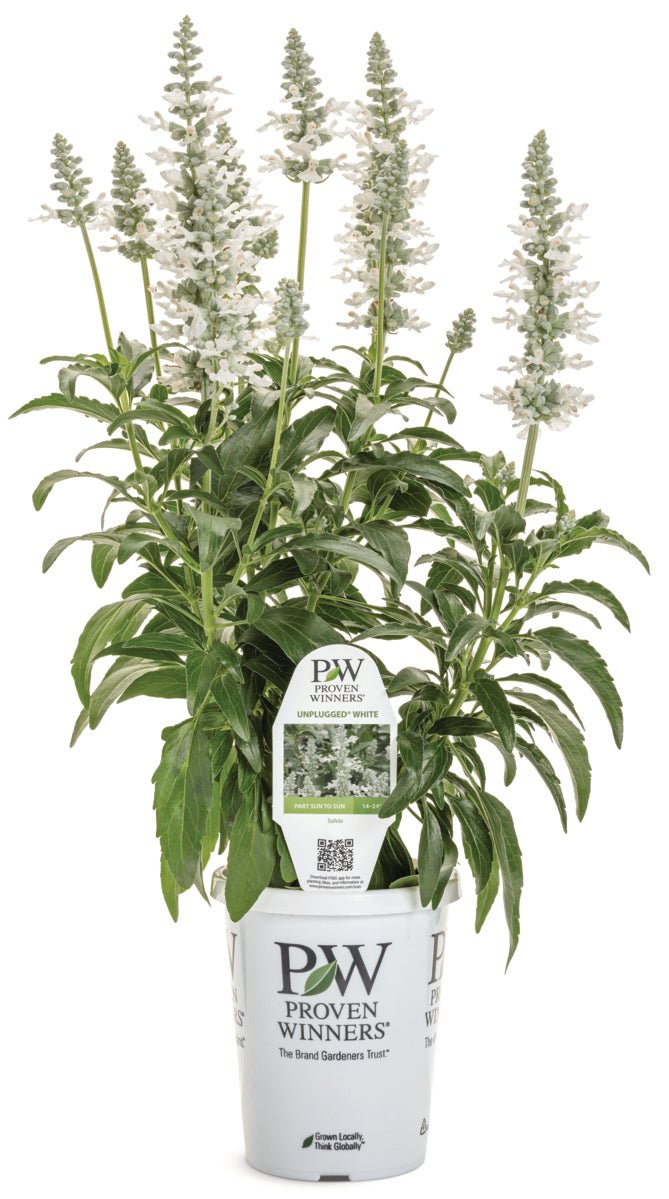 Unplugged™ White Salvia - LandscapeDirect