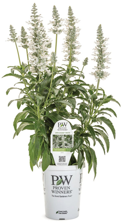 Unplugged™ White Salvia - LandscapeDirect