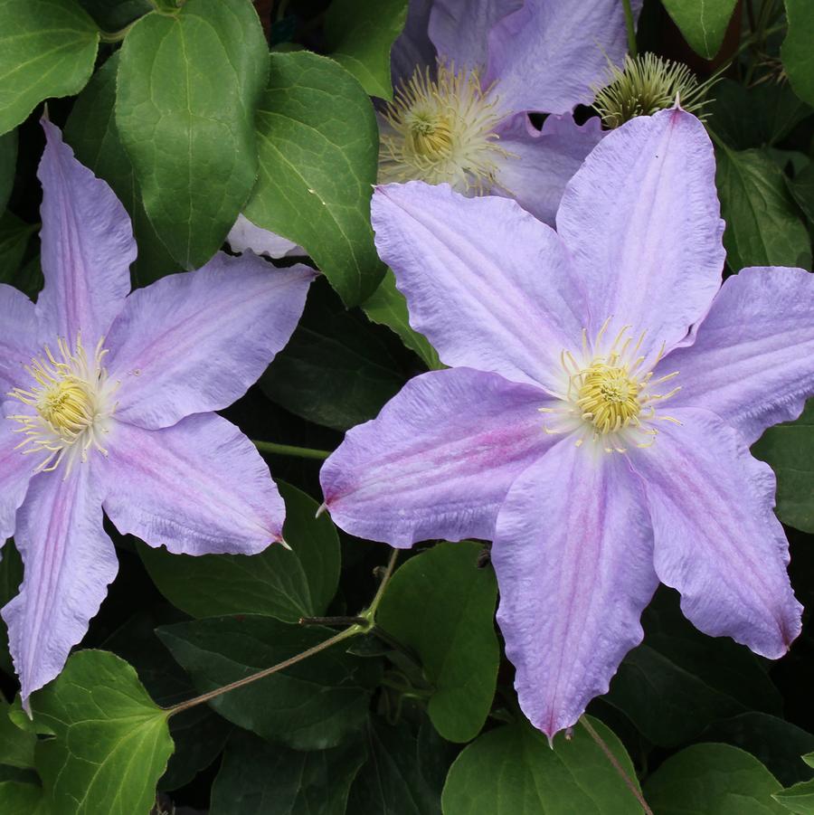 Vancouver Sea Breeze Clematis - LandscapeDirect
