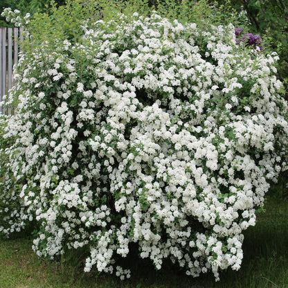 Vanhoutte Spirea - LandscapeDirect