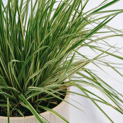 Variegated Moor Grass - LandscapeDirect