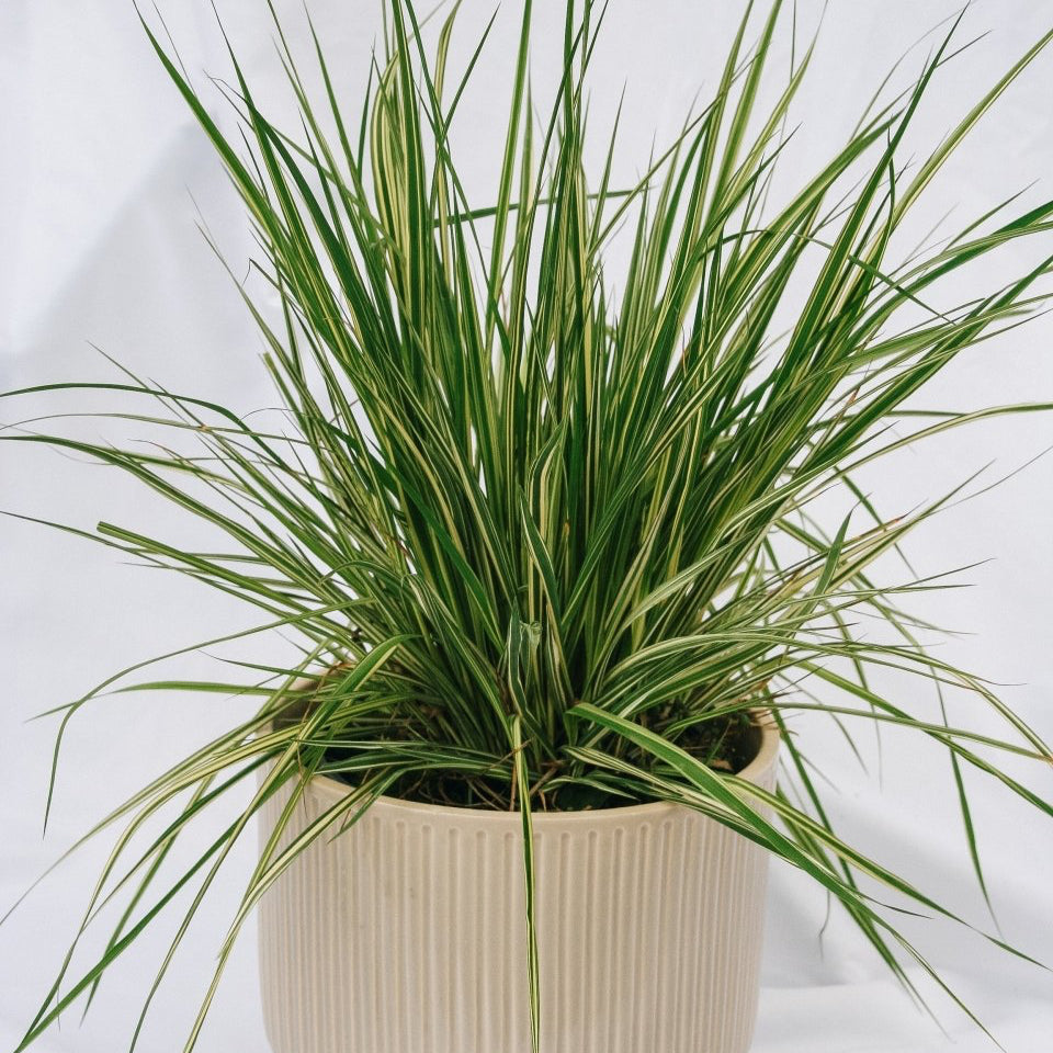 Variegated Moor Grass - LandscapeDirect