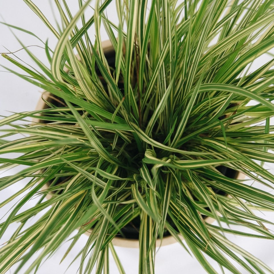 Variegated Moor Grass - LandscapeDirect