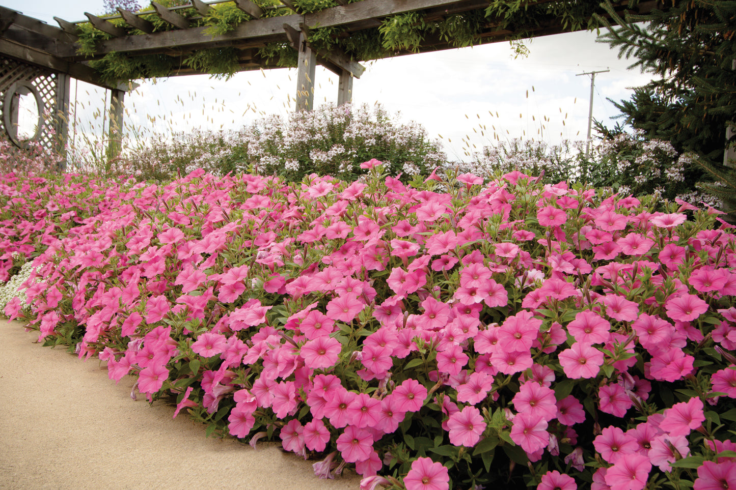 Petunia Supertunia Vista Bubblegum