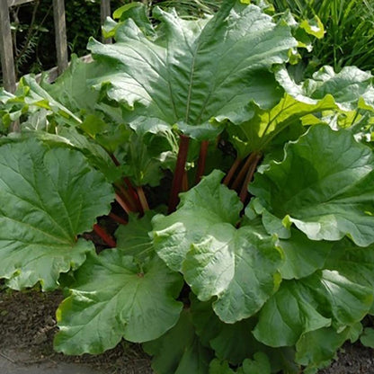 Victoria Rhubarb - LandscapeDirect