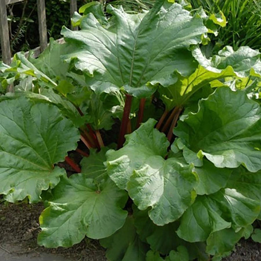 Victoria Rhubarb