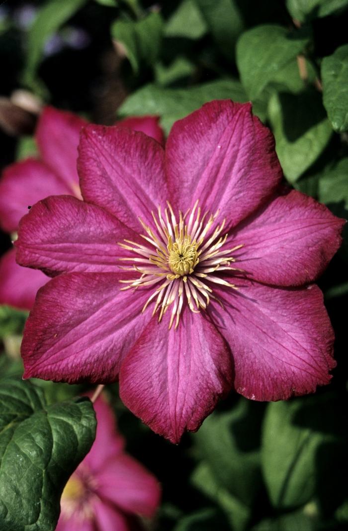 Ville de Lyon Clematis - LandscapeDirect