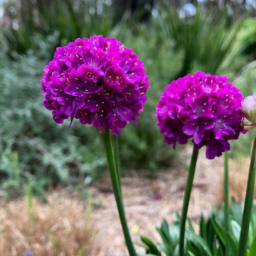 Vivid Dream Sea Thrift - LandscapeDirect