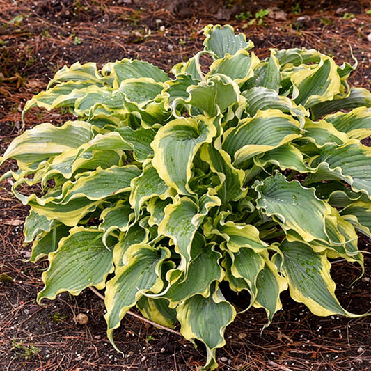 Voices in the Wind Plantain Lily - LandscapeDirect