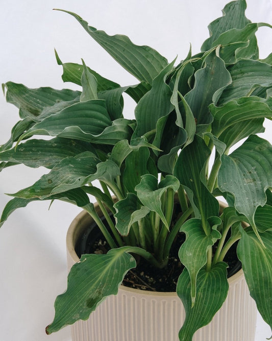 Waterslide Plantain Lily - LandscapeDirect