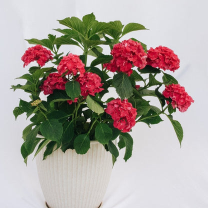 Wee Bit Grumpy Bigleaf Hydrangea - LandscapeDirect