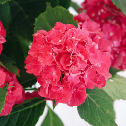 Wee Bit Grumpy Bigleaf Hydrangea - LandscapeDirect