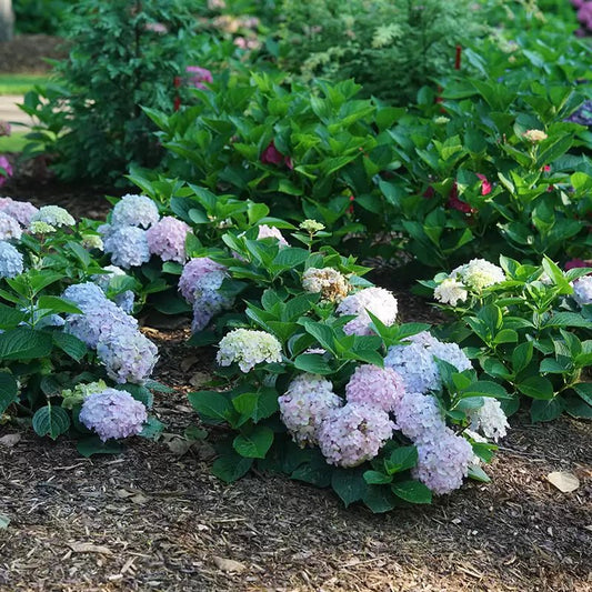 Wee Bit Innocent Bigleaf Hydrangea - LandscapeDirect