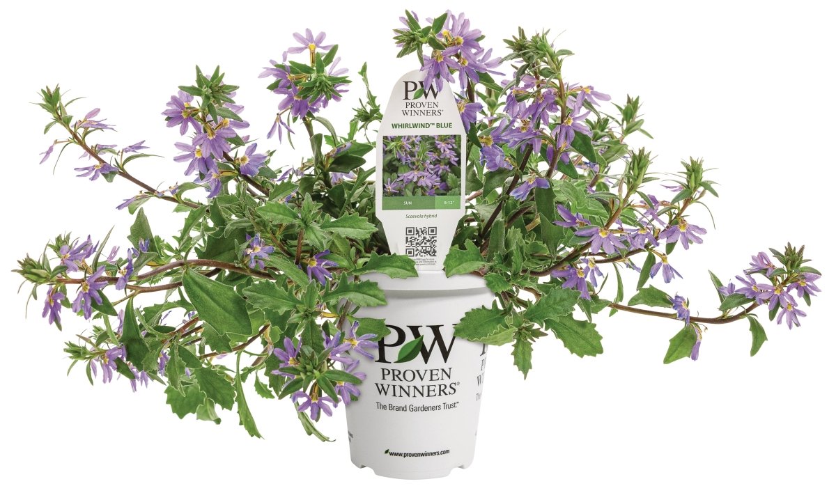 Whirlwind Blue Scaevola - LandscapeDirect