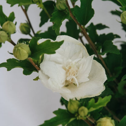 White Chiffon Rose of Sharon - LandscapeDirect