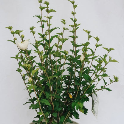 White Chiffon Rose of Sharon - LandscapeDirect