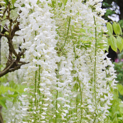 White Chinese Wisteria - LandscapeDirect