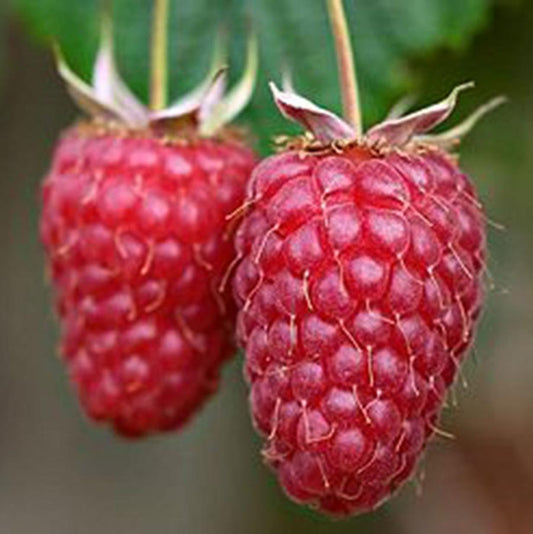 Willamette Raspberry