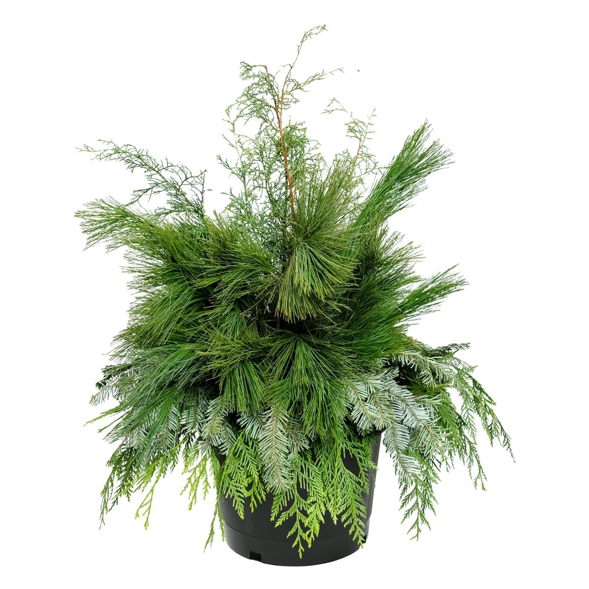 Winter Greens Porch Pot - LandscapeDirect