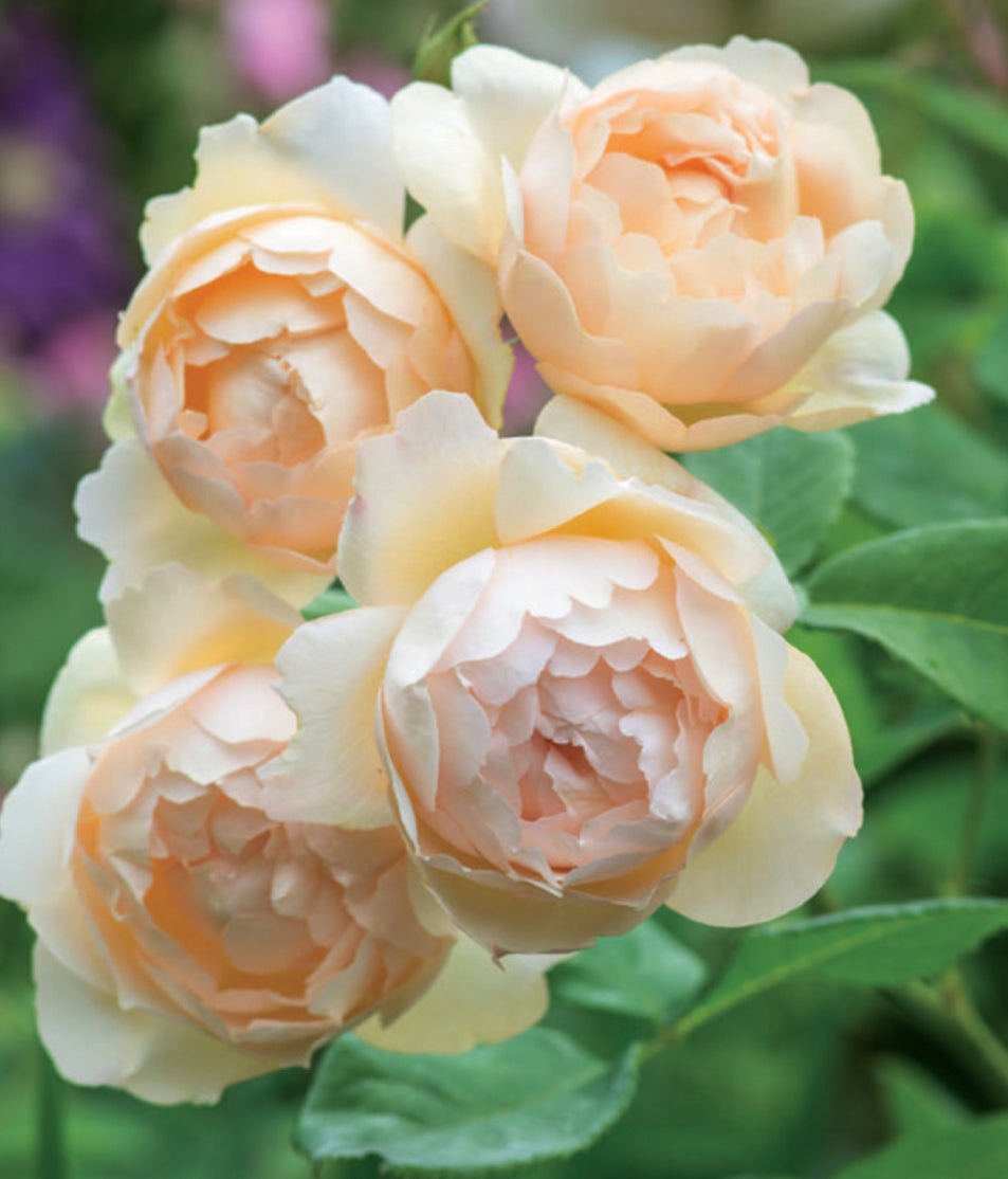 Wollerton Old Hall Climbing Rose - LandscapeDirect