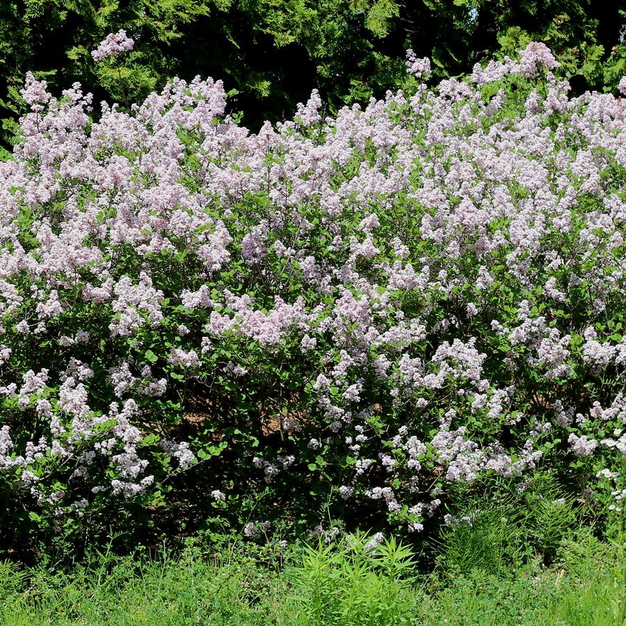 Wonderblue Lilac - LandscapeDirect