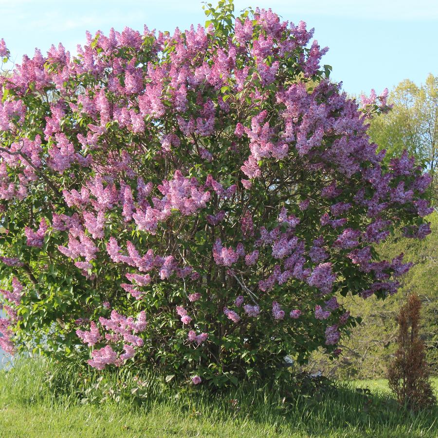 Yankee Doodle Lilac