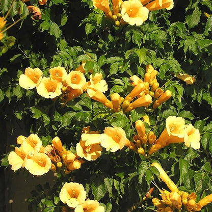 Yellow Trumpet Vine - LandscapeDirect
