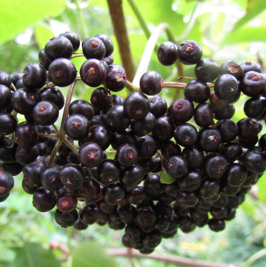 York Elderberry