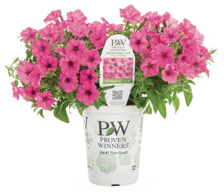 Petunia Supertunia Mini Vista Hot Pink