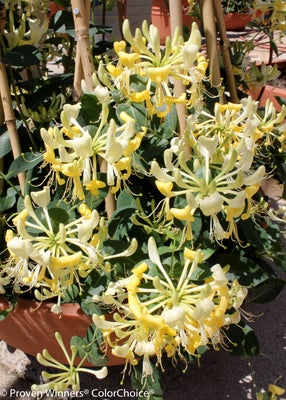 'Scentsation'  Honeysuckle 