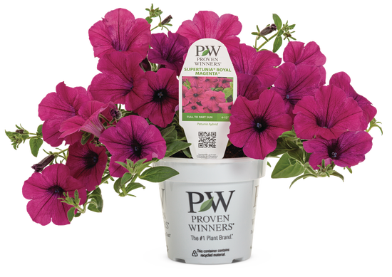 Petunia Supertunia Royal Magenta