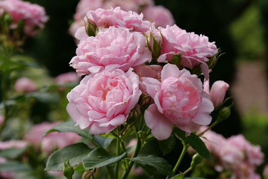 Reminiscent¬¨¬Æ Pink  Rose 