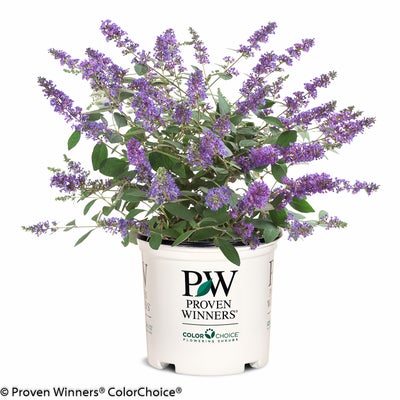 Lo & Behold¬¨¬Æ  'Blue Chip Jr.'  Butterfly bush 