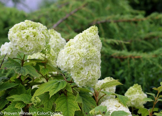 Gatsby Moon¬¨¬Æ  Oakleaf hydrangea 