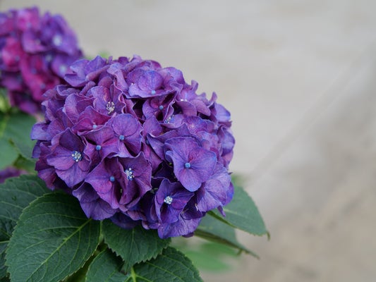 Wee Bit Grumpy¬¨¬Æ  Bigleaf Hydrangea 