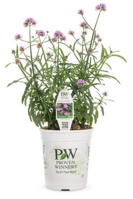 Verbena bonariensis Meteor Showers®