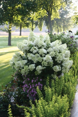 Bobo¬¨¬Æ  Panicle Hydrangea 