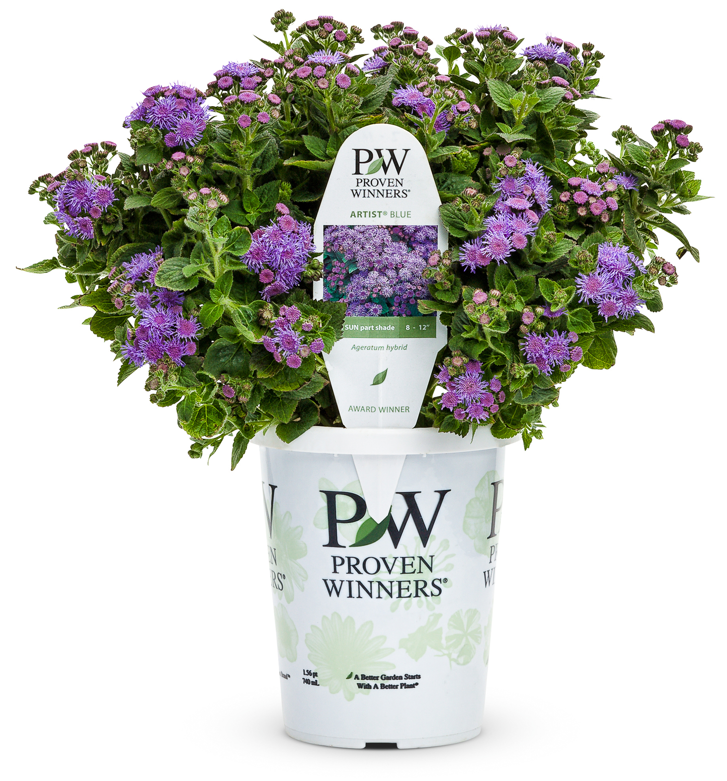 Ageratum Artist Blue