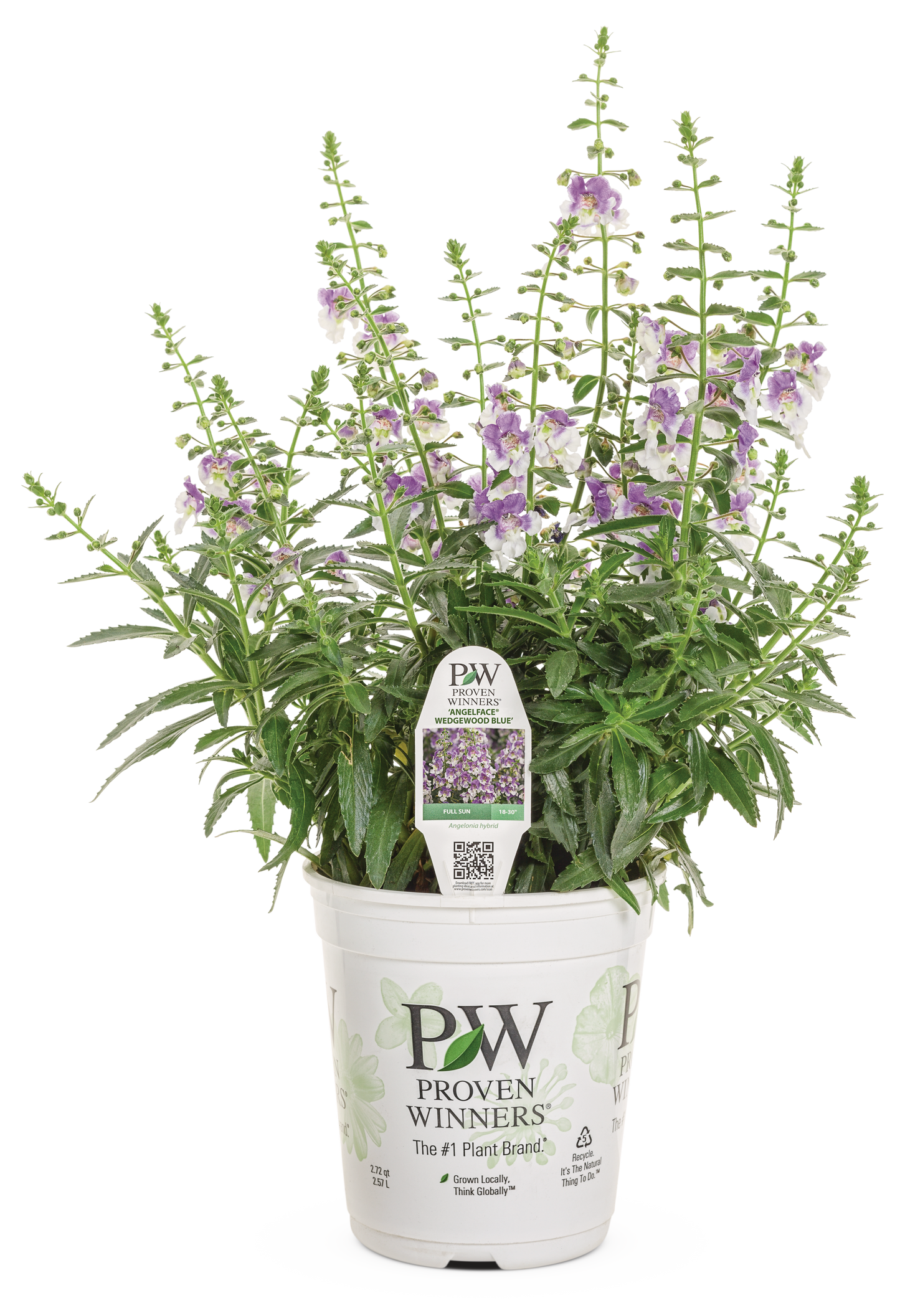Angelonia Angelface Wedgewood Blue