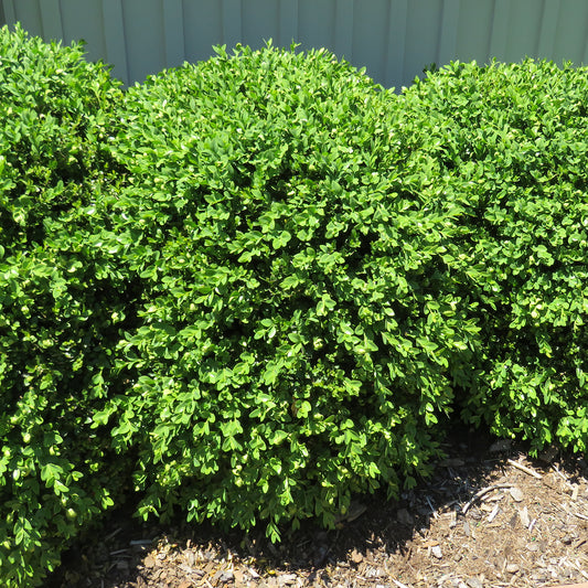 Green Gem Boxwood 3 Gallon