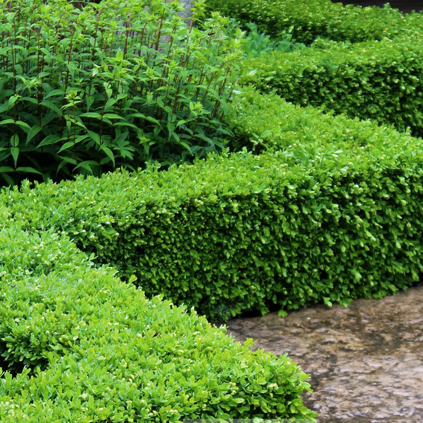 Green Velvet Boxwood 5 Gallon