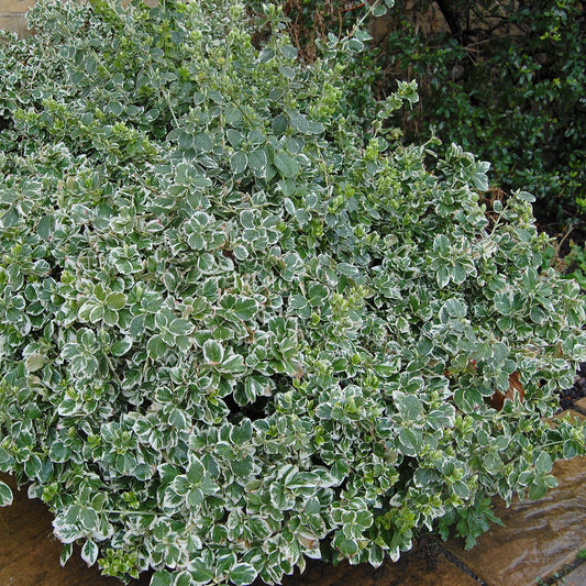 Emerald Gaiety Euonymus 2 Gallon