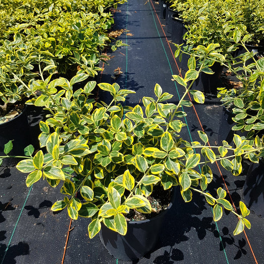 Lemon Lime Euonymus