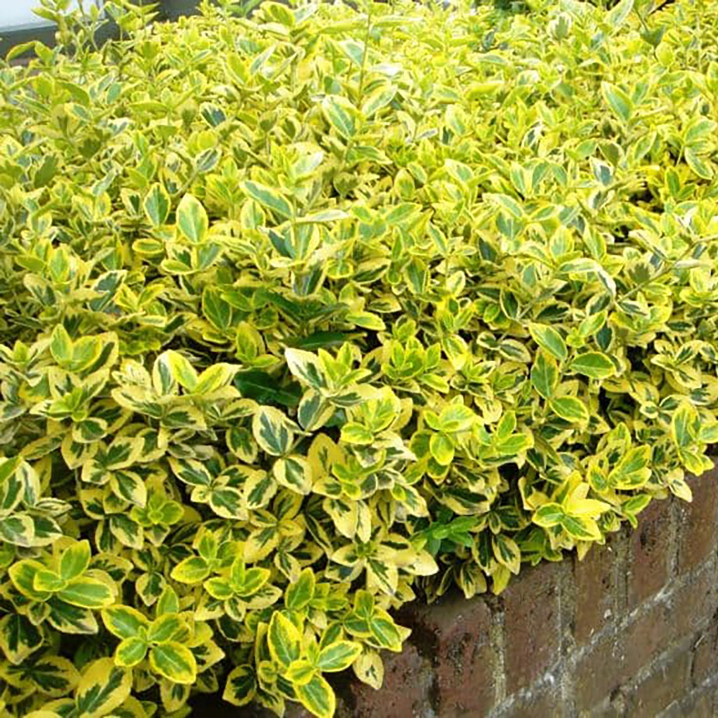 Sungold Euonymus 2 Gallon