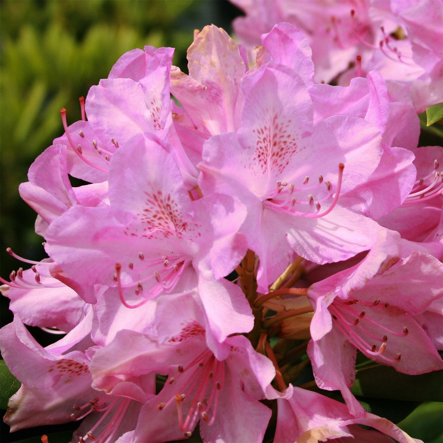 Roseum Pink Rhododendron