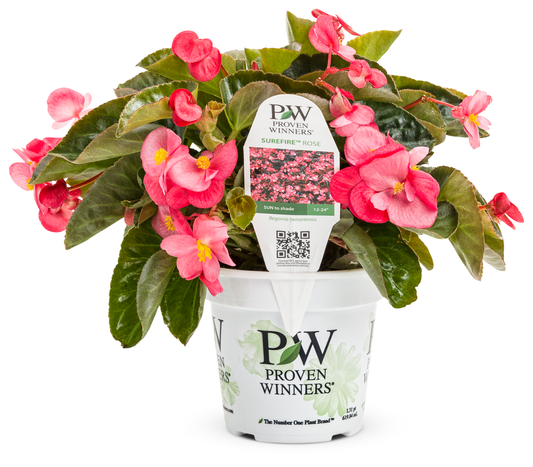 Begonia Surefire Rose