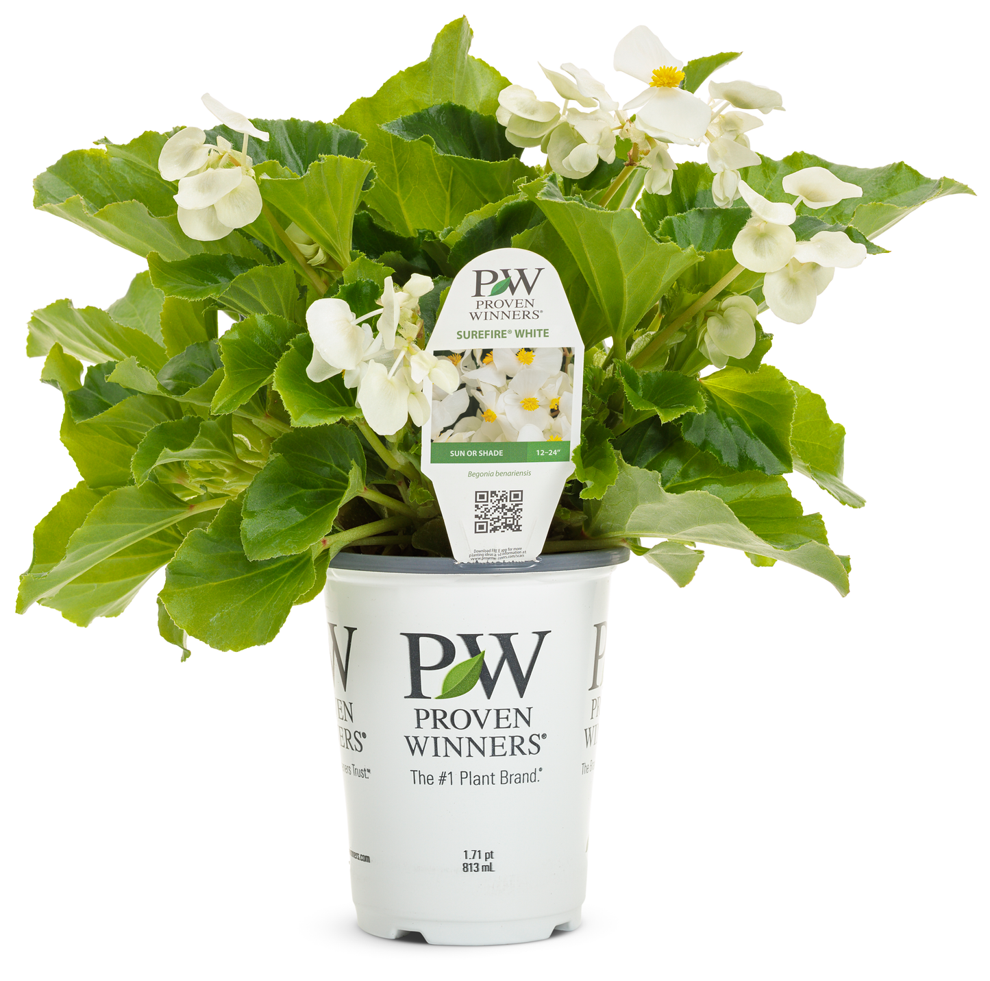 Begonia Surefire White