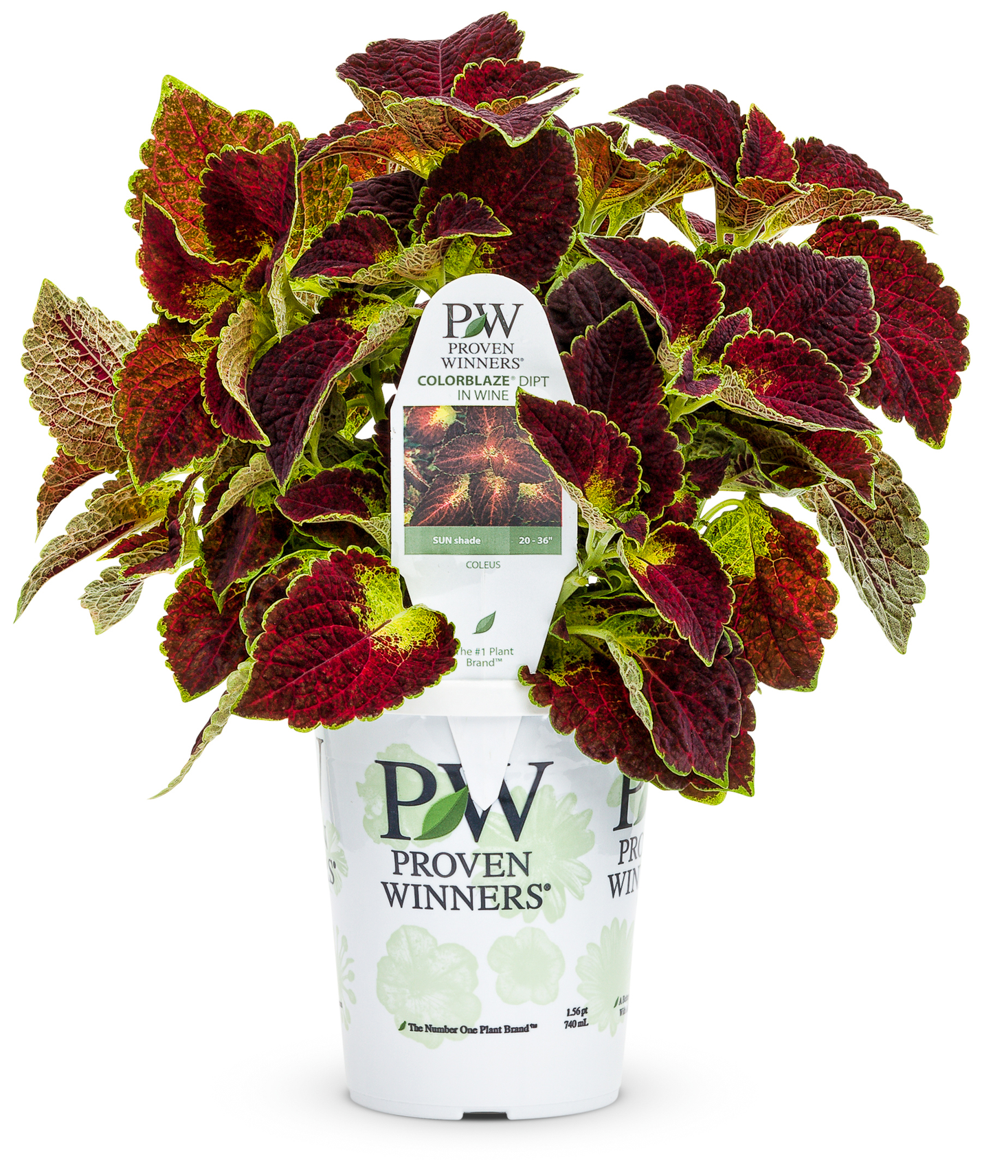 Coleus ColorBlaze¨ Dipt in Wine