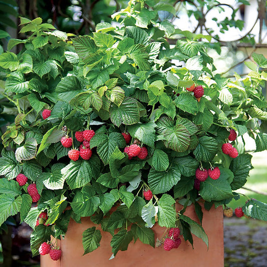 Raspberry Shortcake¬™ Thornless Raspberry 1 Gallon / 1 Plant