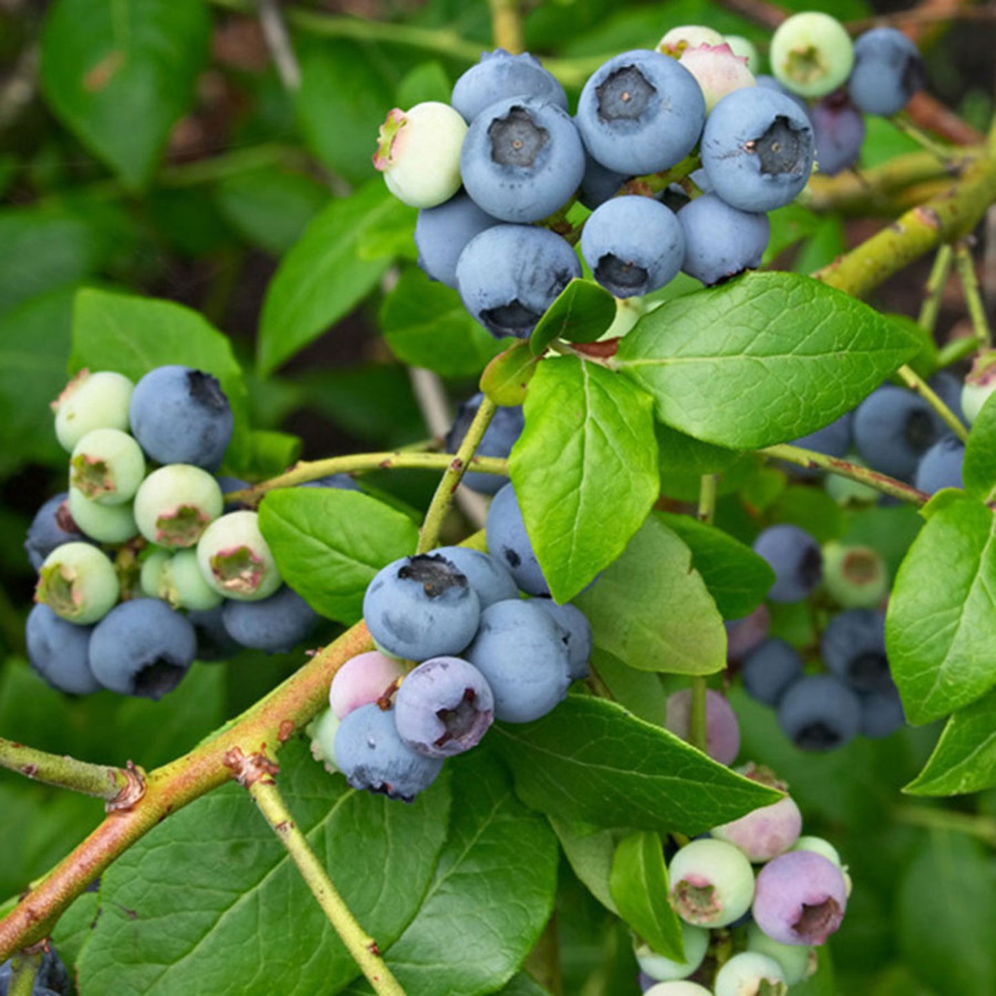 Top Hat Lowbush Blueberry 1 Gallon